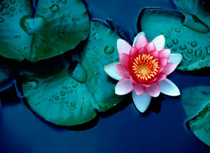 Flor de Lótus