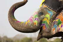 Elefante Enfeitado para o Holi